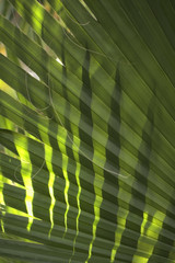 Liść palmy, zbliżenie, tło, roślinny, zielony, tapeta.