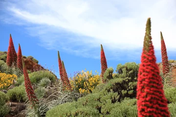 Poster Im Rahmen Tenerife plants © Maridav