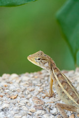 Lizard from Thailand