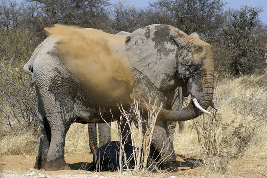 Elefant duscht Sand