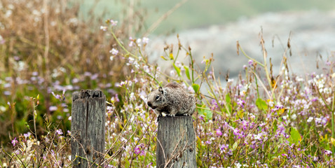 Squirrel Balancing On A Log