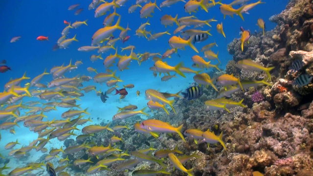 shoal of yellow fish on the coral reef, Red sea