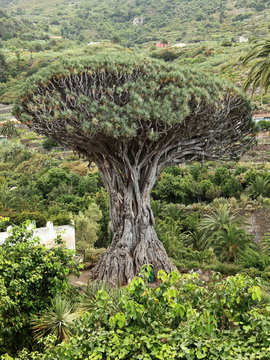Dragon Tree - Tenerife