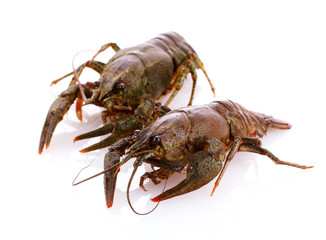 Crayfish isolated on white