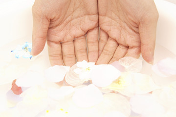 水面に浮かぶ花びら