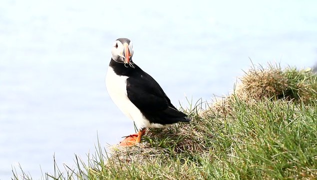 puffin