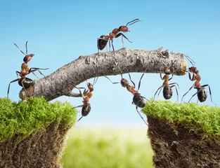  teamwork, team of ants costructing bridge © Antrey
