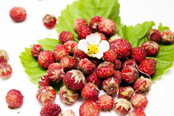 лесная земляника