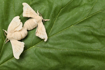Obraz premium Two silkworm butterflies mating