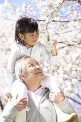 桜の花を見るお祖父さんと孫娘