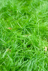 Green grass