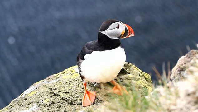 puffin