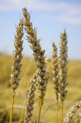 Żyto © Przemysław.S