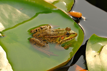 Teich-Frosch