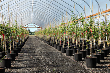 Greenhouse plant nursery, Oregon