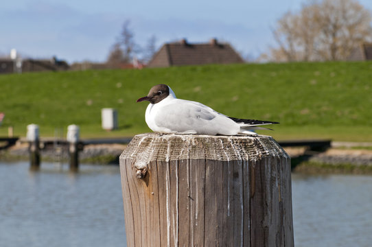 Eine Seem&ouml;we macht Pause