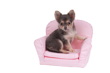 Chihuahua puppy sitting in pink armchair