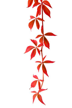 Wilder Wein im Herbst