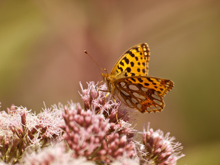 kolorowe lato © ANA2