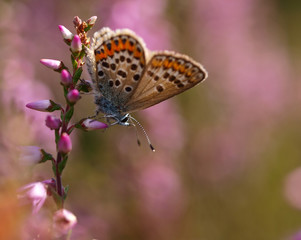 beautiful butterfly on heath