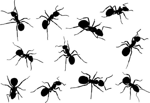 eleven isolated ant silhouettes