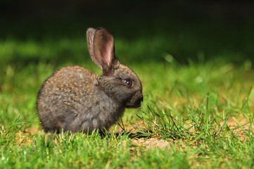 rabbit on the grass