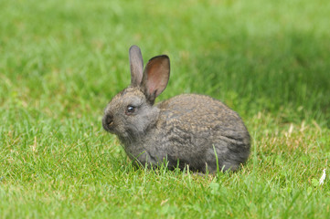 rabbit on the grass