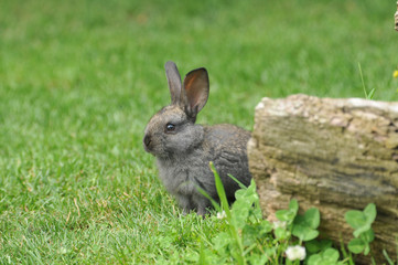 rabbit on the grass