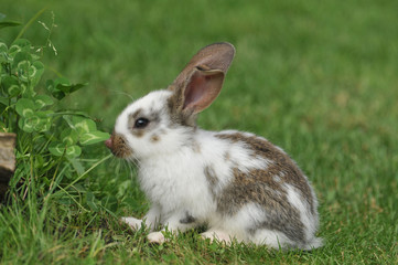 Fototapeta premium rabbit on the grass