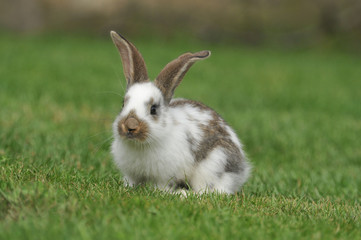 rabbit on the grass