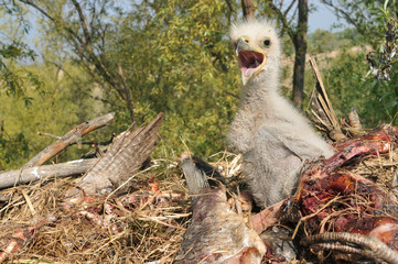 young white-tailed eagles in the nest