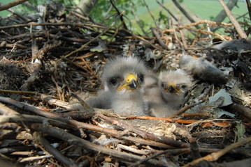 young white-tailed eagles in the nest