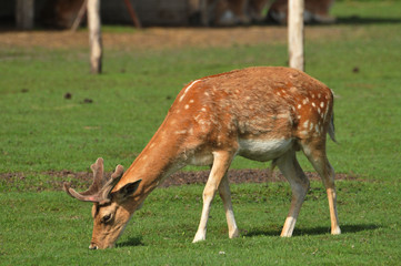 Fallow deer in the pasture
