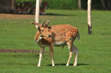Fallow deer in the pasture