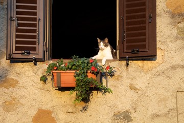 Gatto alla finestra