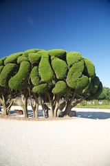 beautiful tree in Madrid park