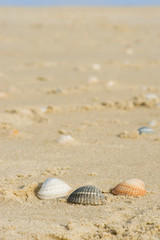 Fototapeta na wymiar Shells at the Dutch beach