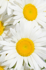 Bouquet of wild camomiles