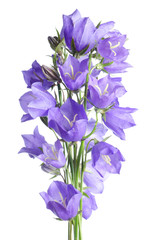 Beautiful blue flowers campanula