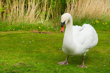 White swan