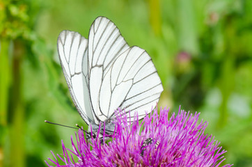 White butterfly on lilac flower