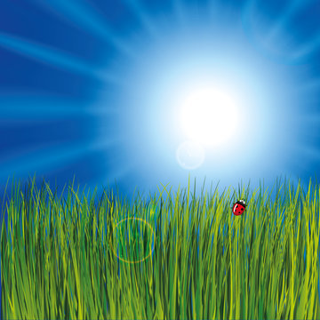 Ladybird in the grass on cloudy sky background