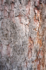 old pine bark