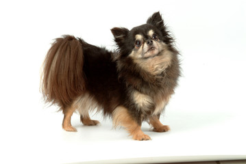 Obraz premium petit chien de compagnie de profil en studio