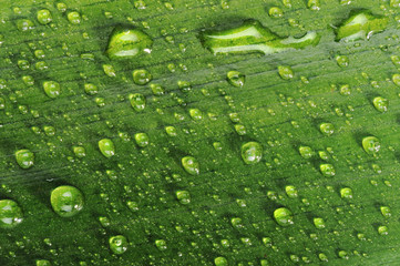 green leaf with water drops close up