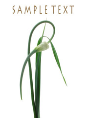Lovely garlic, isolated