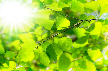 Background of fresh green leaves of birch