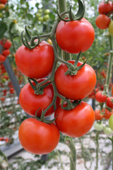 Fresh tomattoes