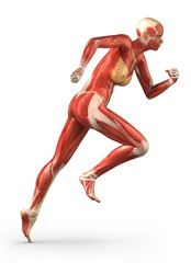 Running woman muscular system anatomy lateral view