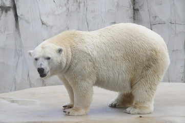 Eisbär